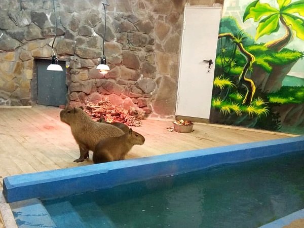 В Ростовском зоопарке открылась всесезонная экспозиция с водосвинками
