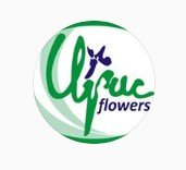 Ирис flowers, магазин цветов,Цветы,Калининград