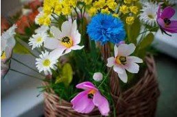 Анастасия, сеть салонов цветов и сувениров,Цветы,Калининград