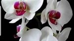 Гулдер салон Орхидея