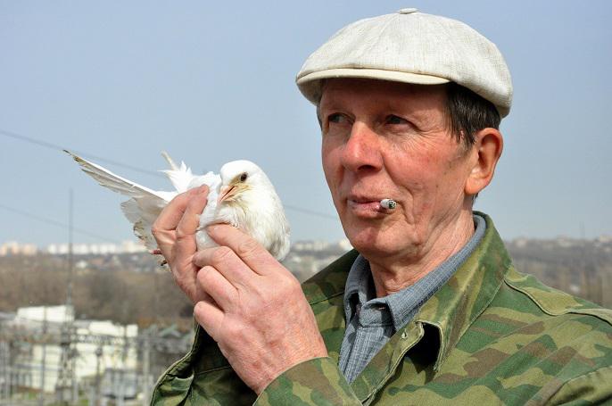 Голубевод. Шмелев Юрий Петрович голубевод. Знаменитые голубеводы. Самые известные голубятники России. Известные голубеводы России.