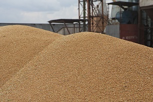 Азовская зерновая компания задолжала около 1,4 миллиардов рублей