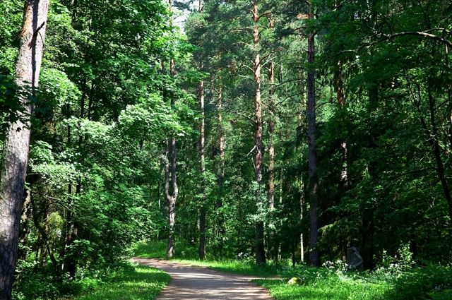 В Азове вводится ограничение на пребывание граждан в лесах