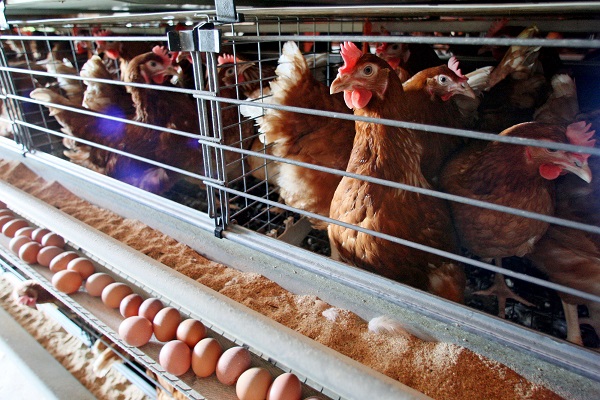 Животноводы Кабардино-Балкарии нарастили производство молока, мяса и яиц