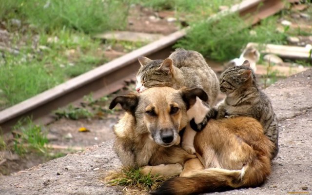 ❗ Отлов бродячих собак в Азове 