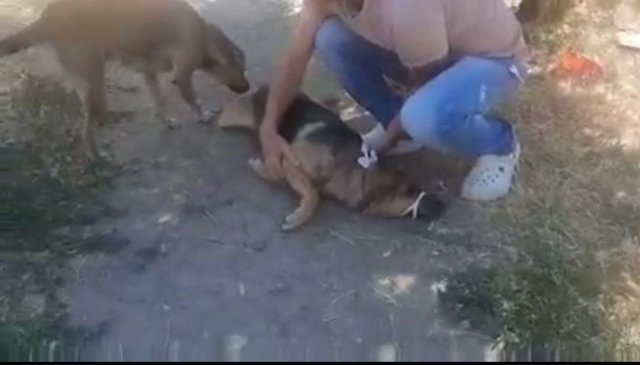 В Азове  спасли избитую жестоко собаку