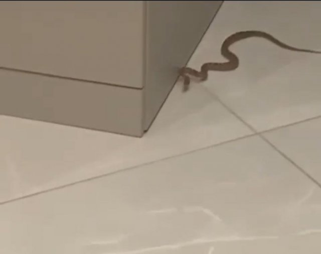 В одну из азовских квартир проползла змея (видео)