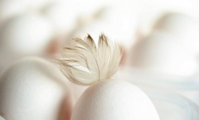 «Растут цены на яйцо и курицу»: птицеводы просят помощи Правительства