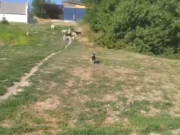 Жители Азова пожаловались на огромную стаю собак в центре города