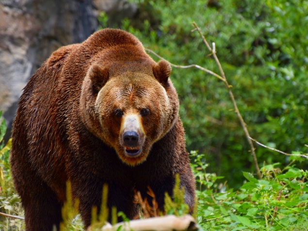  Нерюнгринском районе участились случаи выхода медведей 