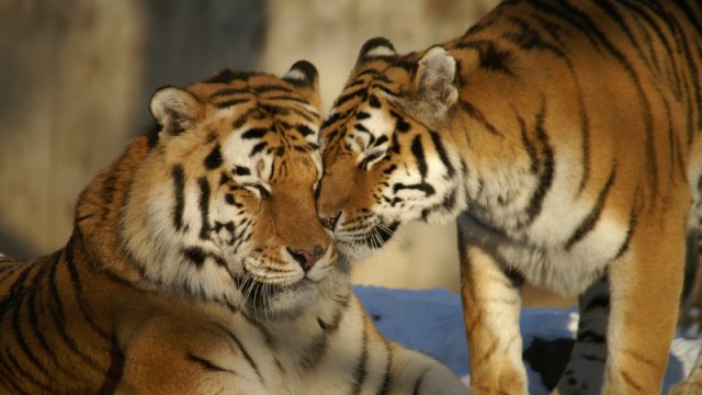 Тигров пообещали вернуть в Казахстан через 3 года