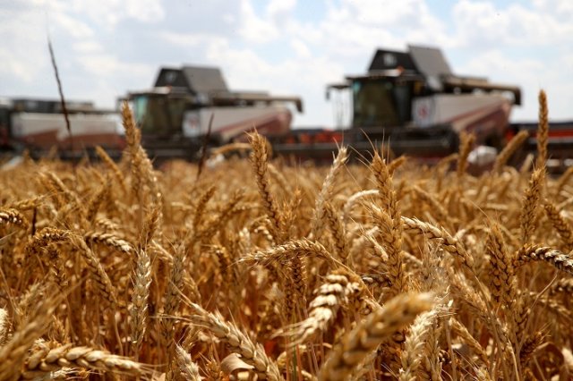 Ростовская область поставит рекорд по урожаю пшеницы.
