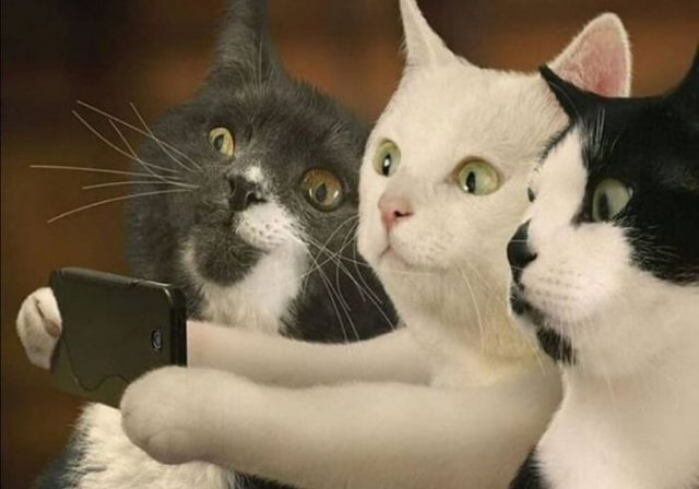 Японские ученые считают, что кошки способны различать друг друга по изображению