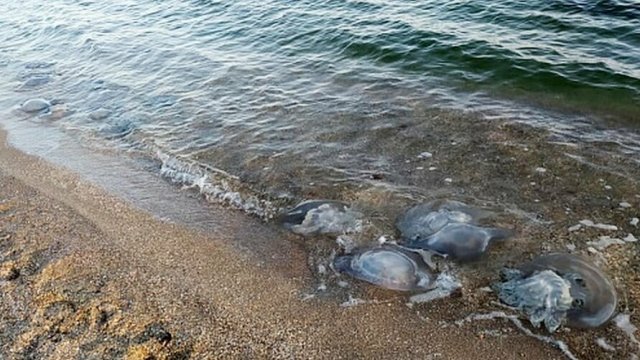 Таганрогский залив заполонили огромные медузы