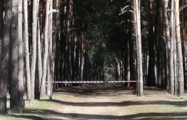  В Воронежской области до конца лета запретят посещать леса