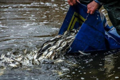 В естественные водоемы Ростовской области выпущено более 5 млн штук молоди рыб