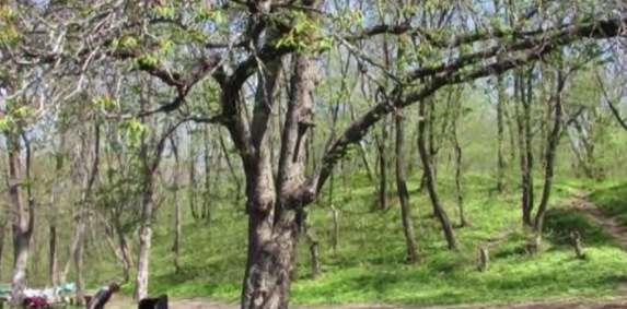 За звание «Дерево года» поборется каштан из Россошанского района