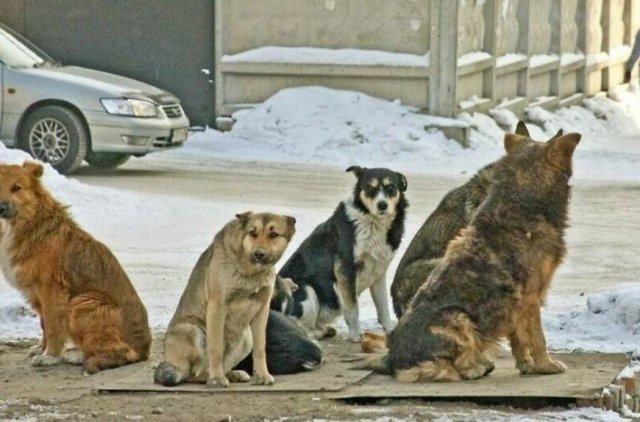 Александр Кошуков: «Закон о беспризорных собаках принят в первом чтении. Что дальше?» 