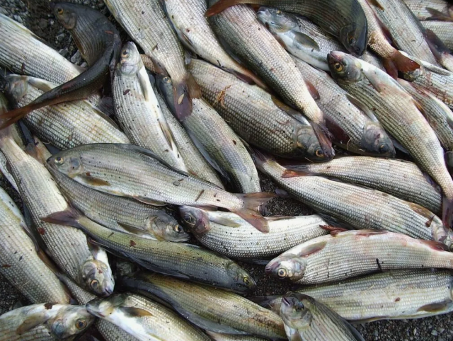 В Нерюнгри с 15 мая ввели запрет на рыбалку