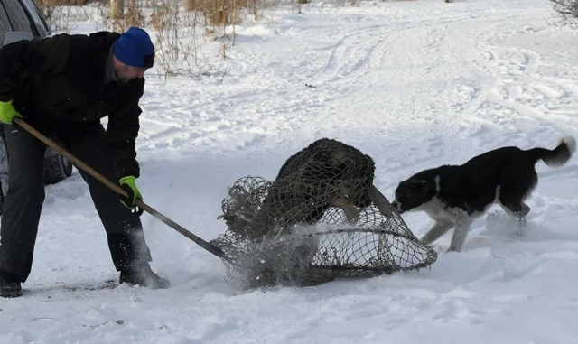 В Нерюнгринском районе отловили 431 собаку